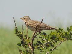 Melanocorypha calandra
