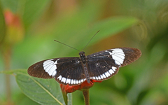 Heliconius