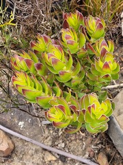 Crassula undulata