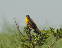 Emberiza melanocephala