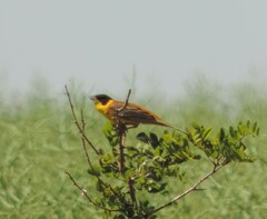 Emberiza melanocephala