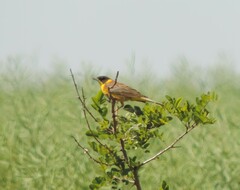 Emberiza melanocephala