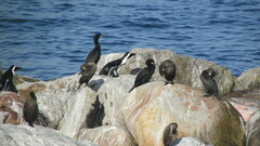 Phalacrocorax capensis