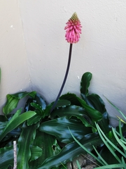 Veltheimia