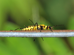 Chauliognathus flavipennis