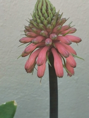 Veltheimia