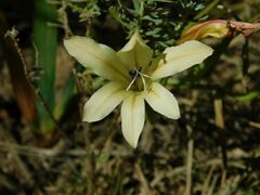 Tritonia flabellifolia