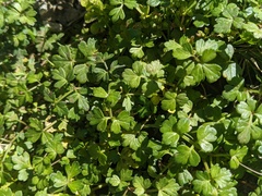 Apium prostratum filiforme