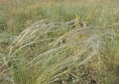 Stipa