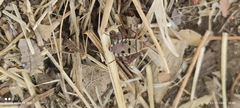 Probergrothius