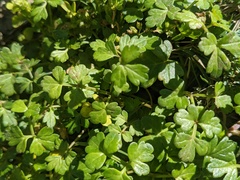 Apium prostratum filiforme