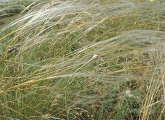 Stipa