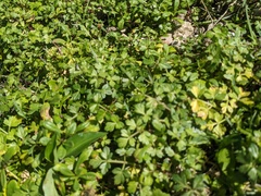 Apium prostratum filiforme