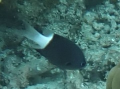 Pycnochromis margaritifer