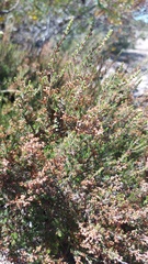 Erica paniculata