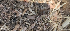 Probergrothius
