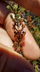Erica paniculata