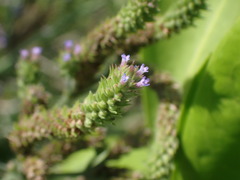 Verbena incompta