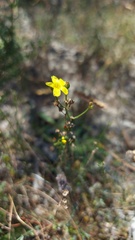 Thymelaea
