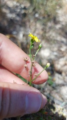 Thymelaea