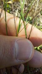 Thymelaea