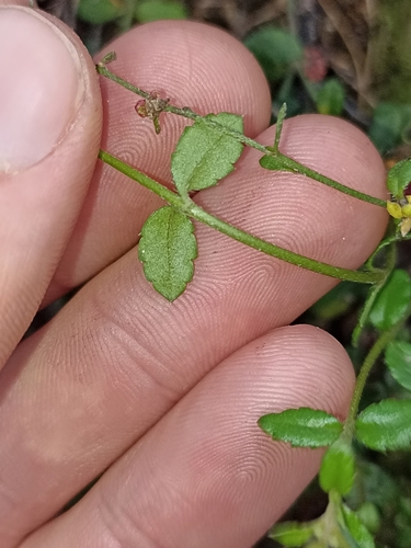 Gonocarpus incanus