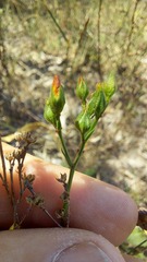 Thymelaea