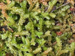 Selaginella denticulata