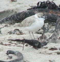 Charadrius marginatus