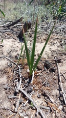 Tritoniopsis antholyza