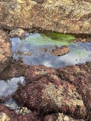 Phyllospadix torreyi