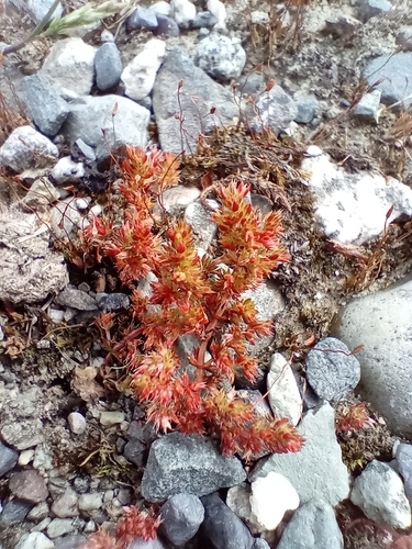 Image of Crassula alata by (c) John Barkla, some rights reserved (CC BY)
