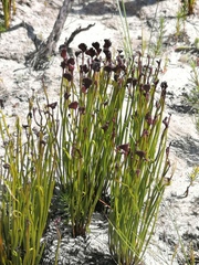 Schizaea pectinata