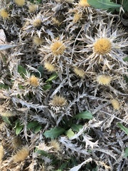 Carlina corymbosa