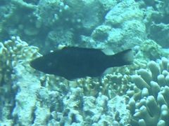 Oxycheilinus digramma