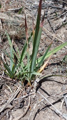 Tritoniopsis antholyza