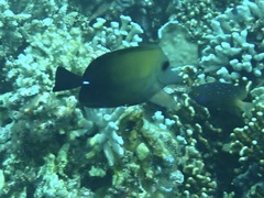 Zebrasoma scopas