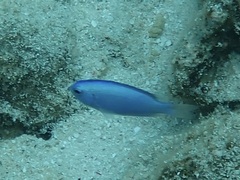 Pomacentrus coelestis