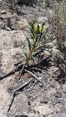 Protea scolymocephala