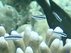 Thalassoma amblycephalus