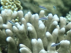 Thalassoma amblycephalus