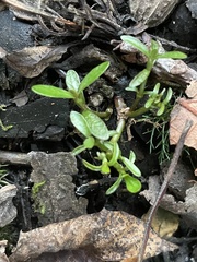Hygroamblystegium varium