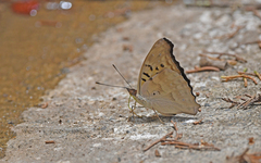 Doxocopa
