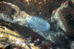 Bunodactis reynaudi