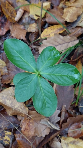 Image of Daphne pontica by (c) Алена Ручка, some rights reserved (CC BY)