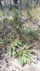 Thymelaea