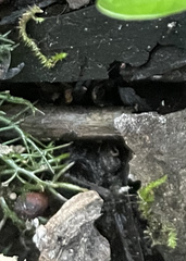 Hygroamblystegium varium