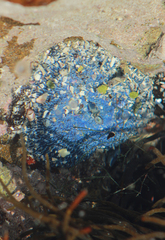 Bunodactis reynaudi
