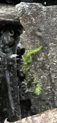 Hygroamblystegium varium