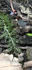 Hygroamblystegium varium